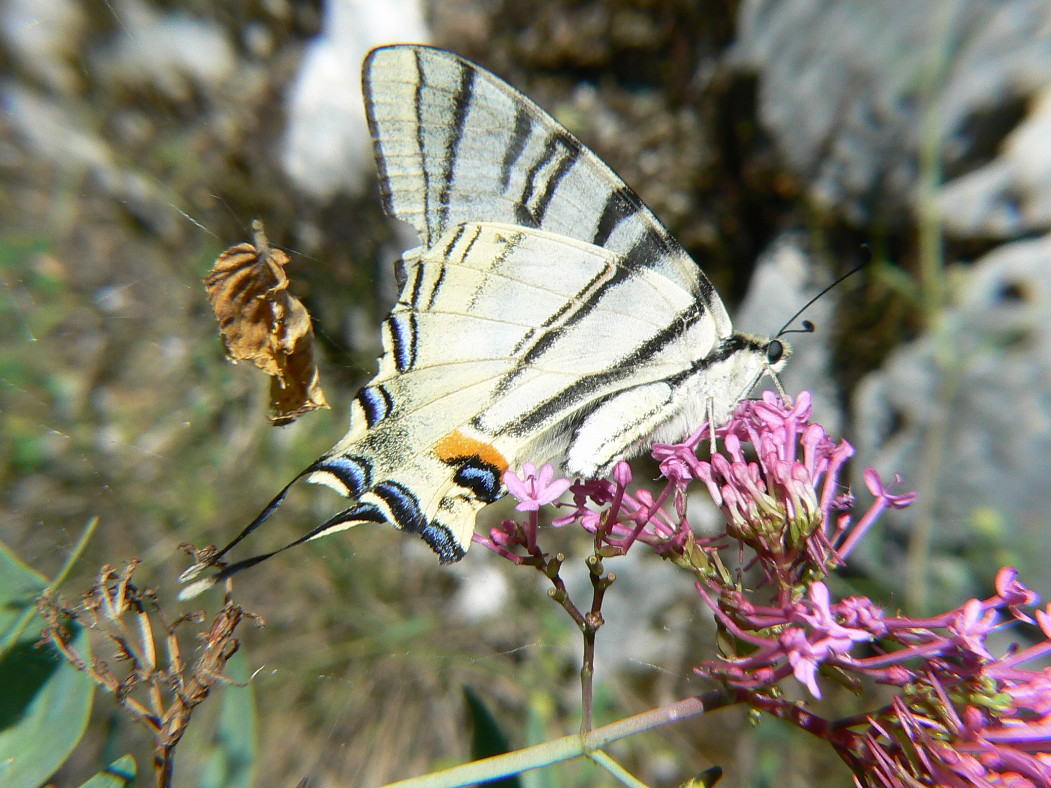 Iphiclides podalirius